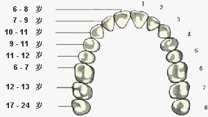 小儿坏六龄齿